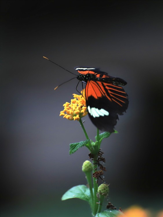 heliconius melpomene