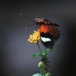 heliconius melpomene