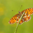 Boloria selene (perlovec dvanásťškvrnný)