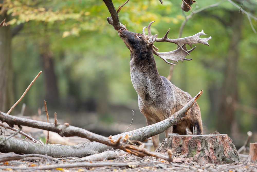 daniel škvrnitý, Fallow deer (Dama dama)