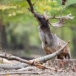 daniel škvrnitý, Fallow deer (Dama dama)