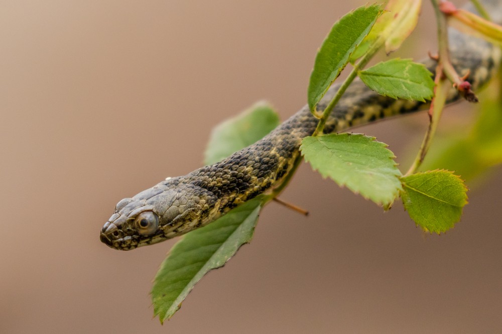 Užovka fŕkaná (Natrix tessellata)