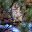 myšiarka ušatá, The long-eared owl (Asio otus)