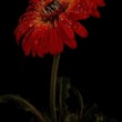 Gerbera