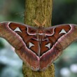 Attacus atlas