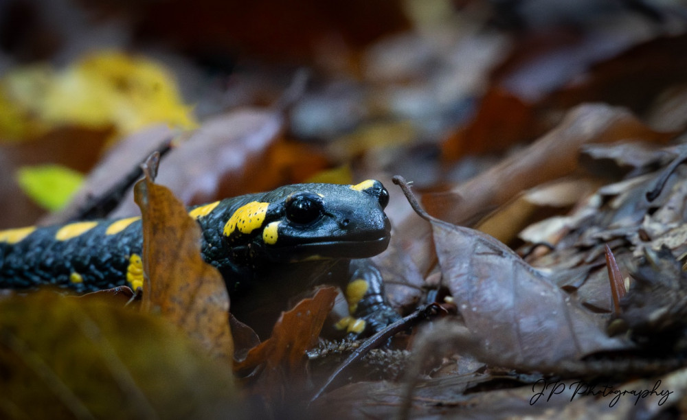 Salamandra škvrnitá