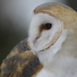 Tyto alba