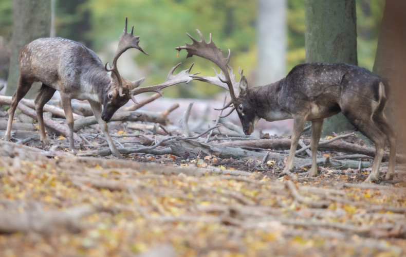 daniel škvrnitý, Fallow deer (Dama dama)