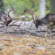 daniel škvrnitý, Fallow deer (Dama dama)