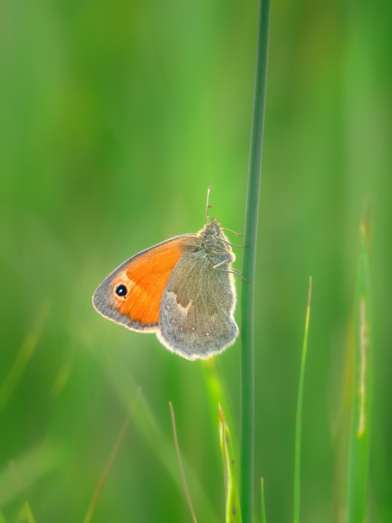 Coenonympha