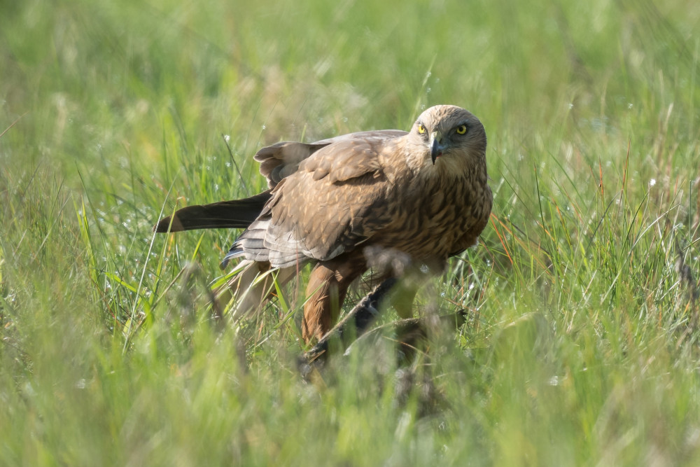 Kaňa močiarna s korisťou (wildlife)