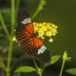 Heliconius