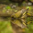 Zvonek zelený (Carduelis chloris)