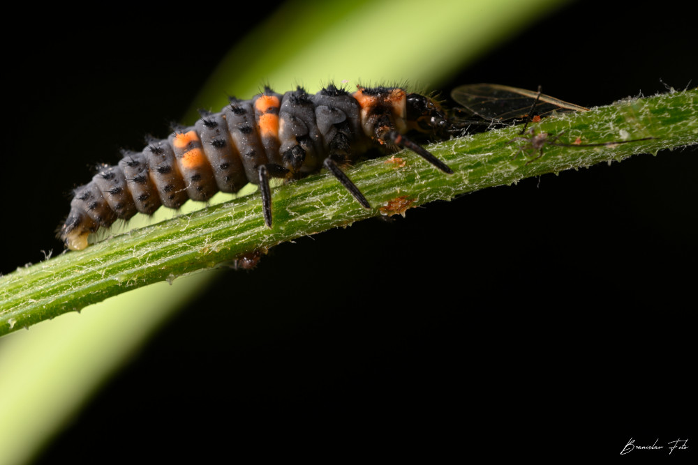 larva lienky