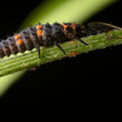 larva lienky