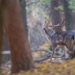 Daniel škvrnitý, The fallow deer (Dama dama)