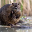 Nutria riečna, The coypu (Myocastor coypus)