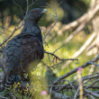 Tetrov hlucháň – Tetrao urogallus