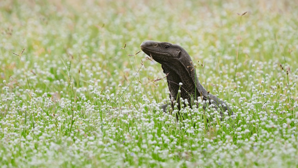 Varan (Varanus salvator), Srí Lanka