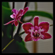 Orchidea 2