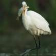 Volavka bílá (Ardea alba