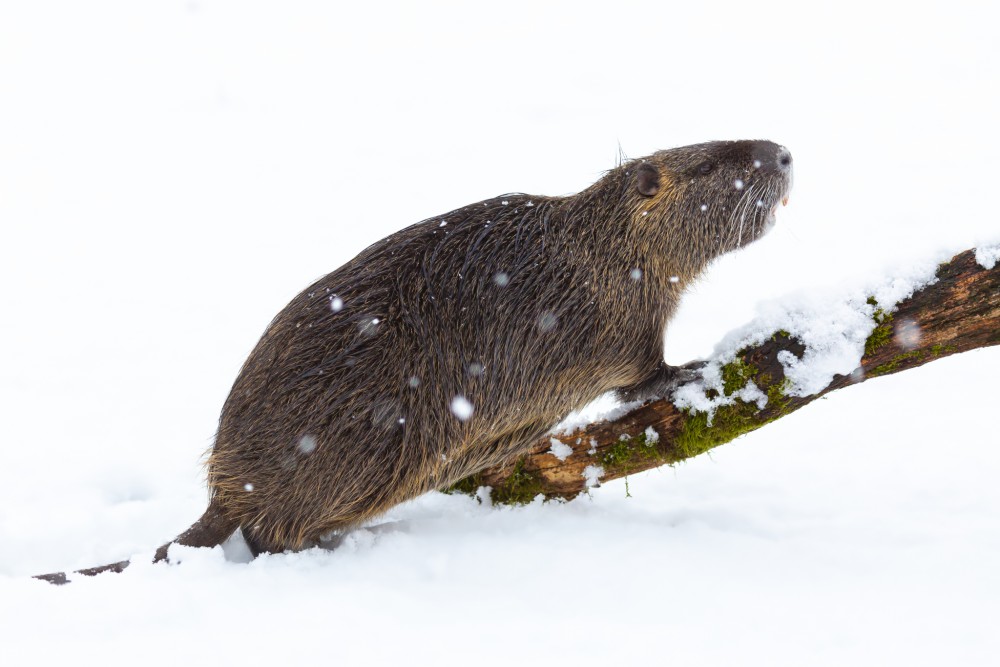 Nutria riečna, The coypu (Myocastor coypus)