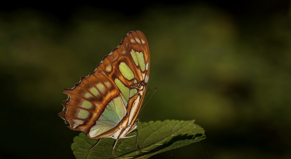 Malachite