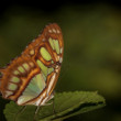 Malachite