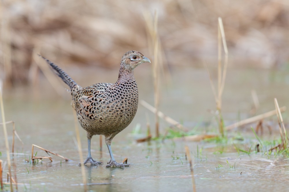 bažant poľný (Phasianus colchicus)