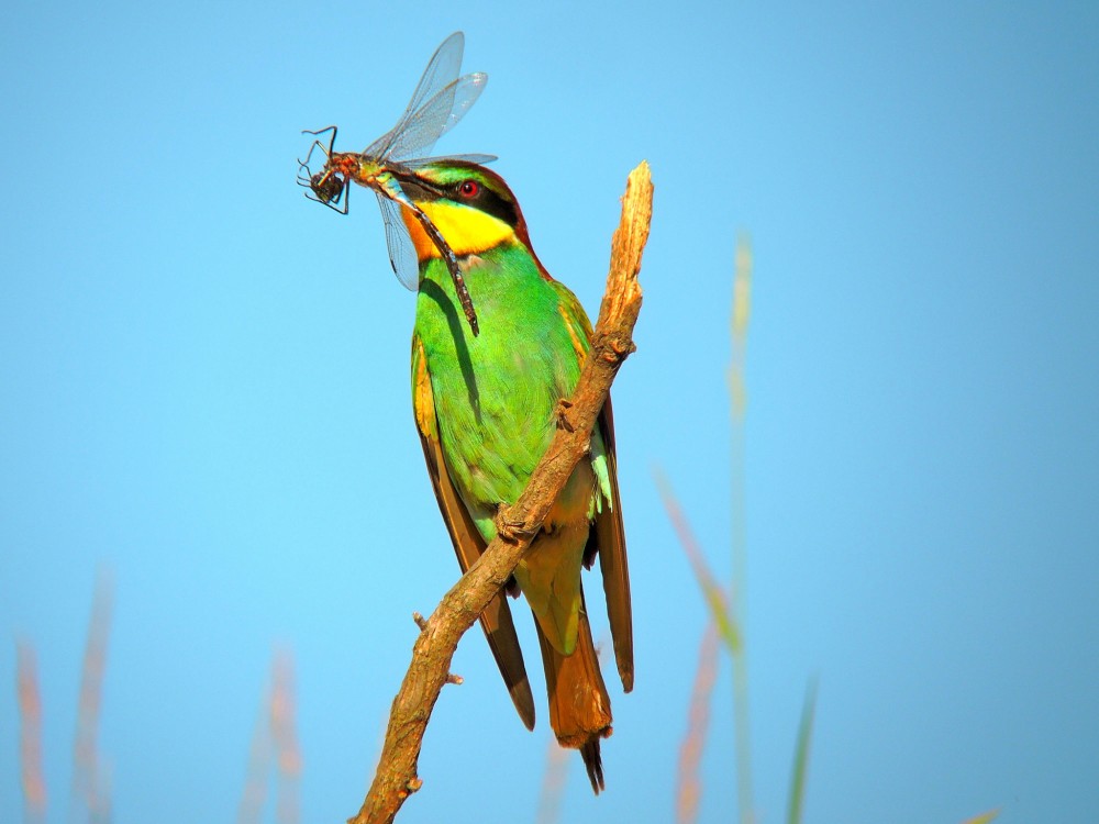 Včelárik zlatý. Merops- apiaster