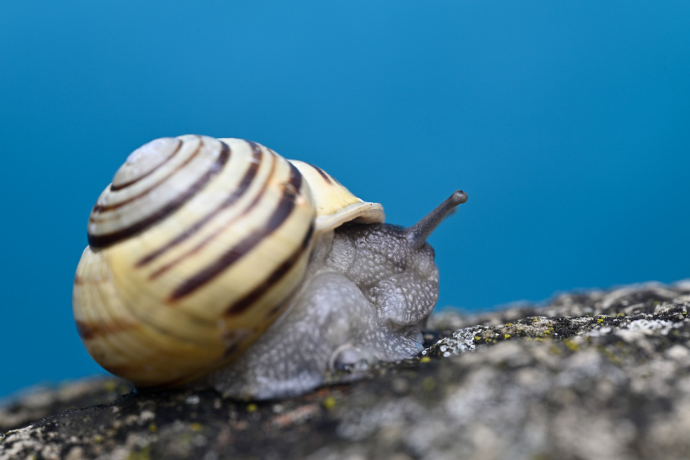 pomaly dalej zajdes