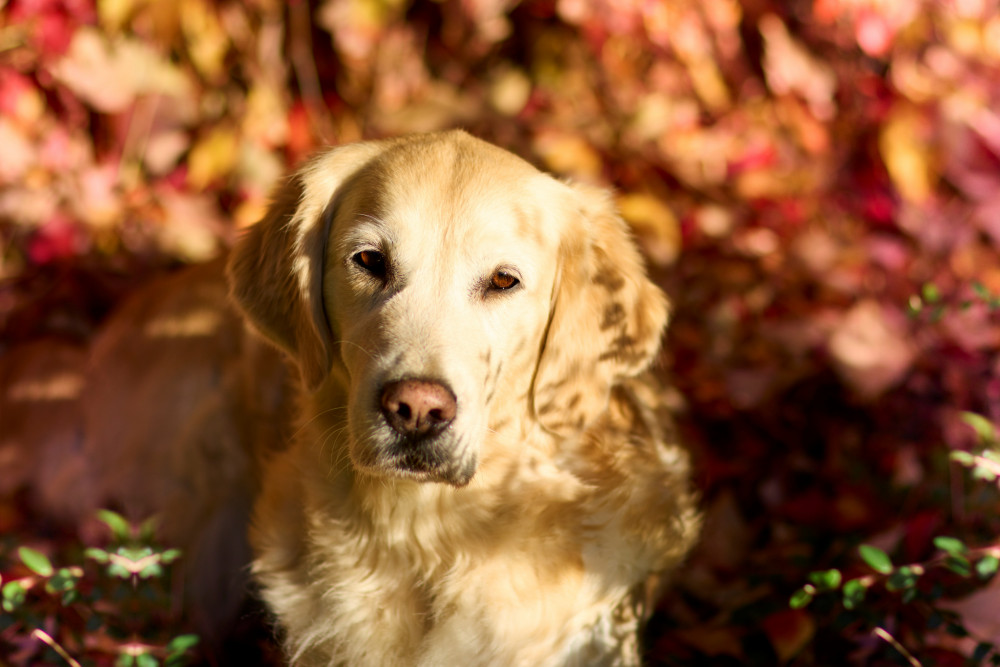 zlatý retriever v zlatých listoch