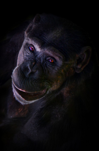Šimpanz 2