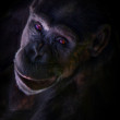 Šimpanz 2