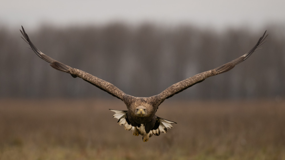 White-tailed Eagle