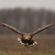 White-tailed Eagle