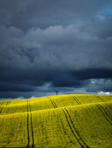 Osamelý strom