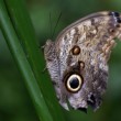 Caligo memnon