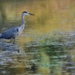 Ardea cinerea