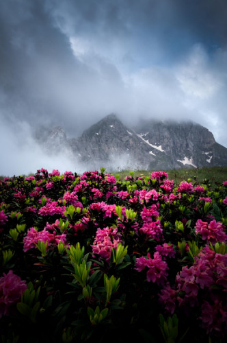 Misty morning