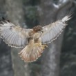 Buteo jamaicensis