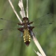 Libellula depressa