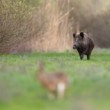 Diviak lesný, The wild boar (Sus scrofa)