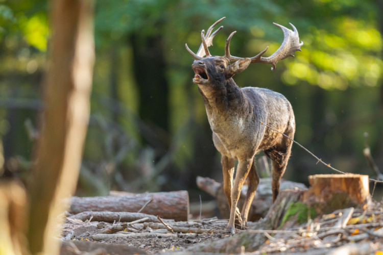 daniel škvrnitý, Fallow deer (Dama dama)