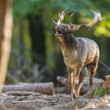 daniel škvrnitý, Fallow deer (Dama dama)