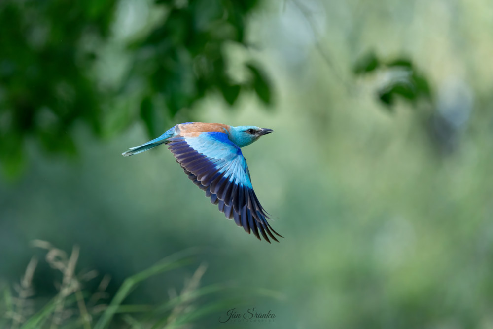 Krakľa belasá (lat. Coracias garrulus)