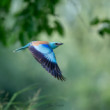 Krakľa belasá (lat. Coracias garrulus)