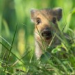 Diviak lesný, The wild boar (Sus scrofa)