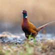 bažant poľný, The common pheasant (Phasianus colchicus)