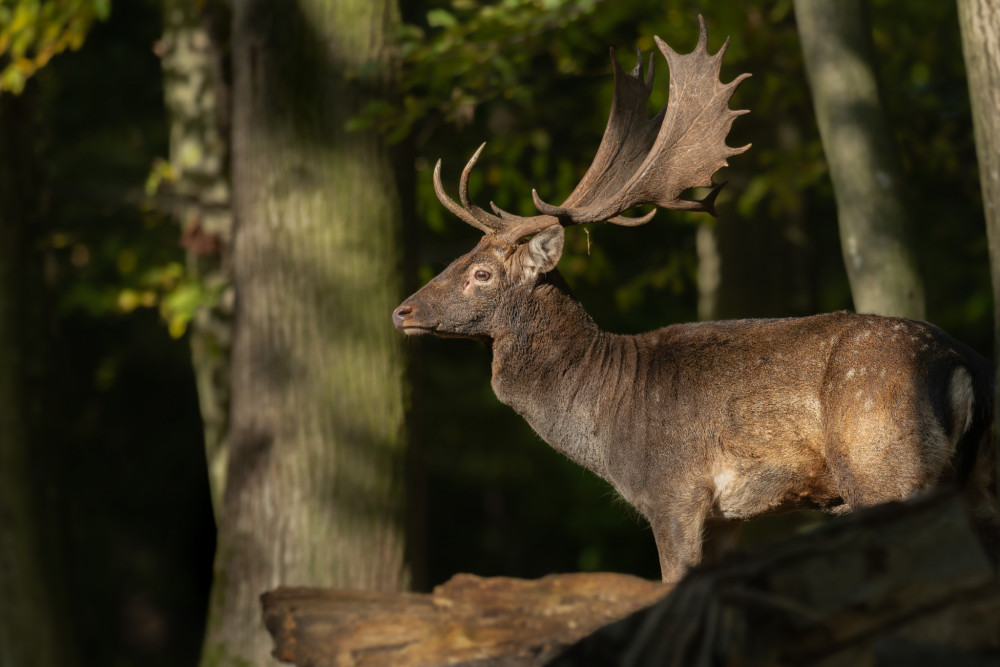 daniel škvrnitý, Fallow deer (Dama dama)